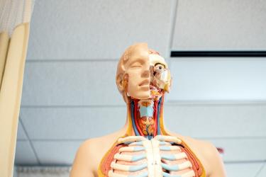 Coherent Breathing for Daily Nervous System Regulation