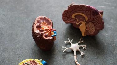 The Connection Between Gut Health and Emotional Wellbeing